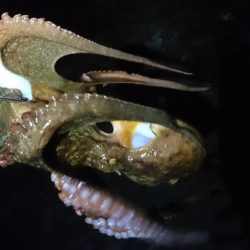 エギングでしたが…