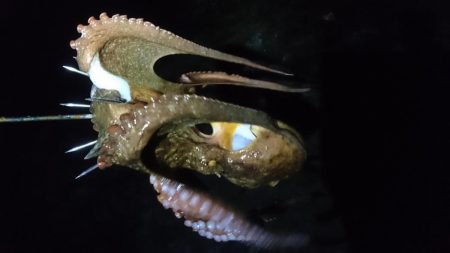 エギングでしたが…