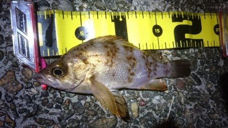 朝マヅメメバリング