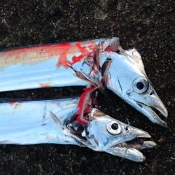 南港タチウオ大潮釣果