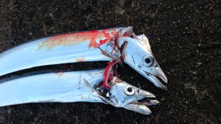 南港タチウオ大潮釣果