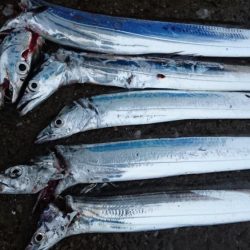 タチウオ奥湾の方へ