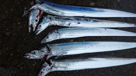 タチウオ奥湾の方へ