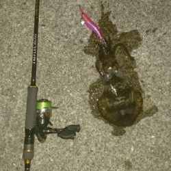 久々のエギング