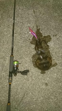 久々のエギング