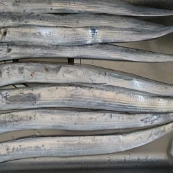 太刀魚 日没後30分のみ高活性