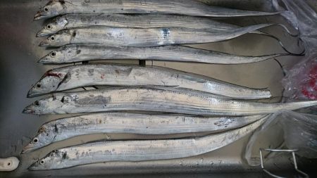 太刀魚 日没後30分のみ高活性