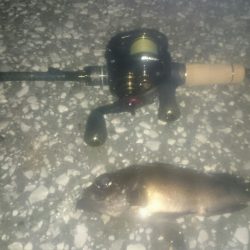 ベイトフィネスメバルプラッギングポンポン