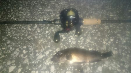 ベイトフィネスメバルプラッギングポンポン