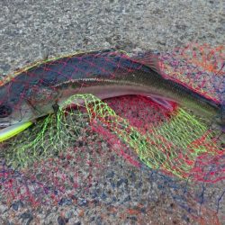 シーバス 60cm程が2匹