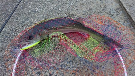 シーバス 60cm程が2匹