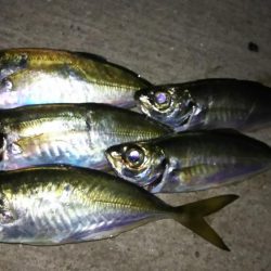 アジング終盤戦