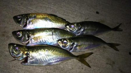 アジング終盤戦