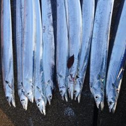 タチウオカッター！