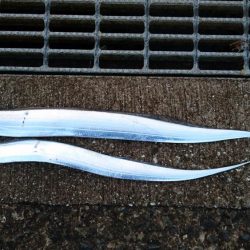 そろそろ渋めか!?