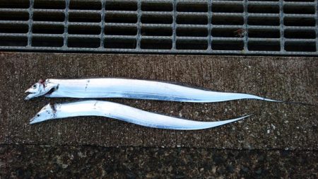 そろそろ渋めか!?