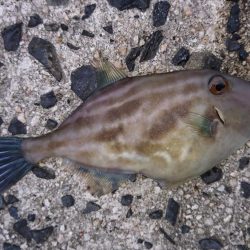 ジグサビキ釣果