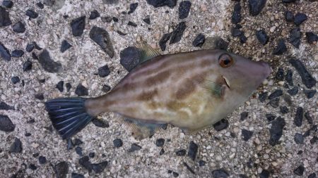 ジグサビキ釣果