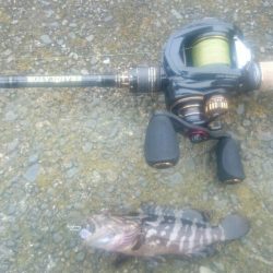 日中のマイクロゲーム