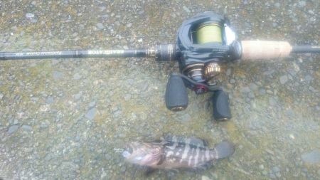 日中のマイクロゲーム