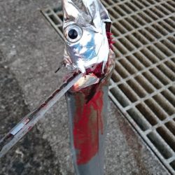 どんどん渋くなってます