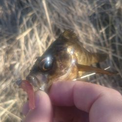 そろそろメバルシーズン