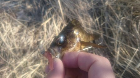 そろそろメバルシーズン