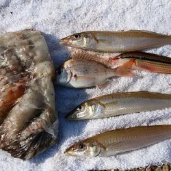 東二見人工島へ落ちギス狙い