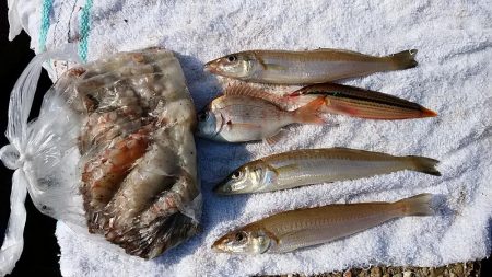 東二見人工島へ落ちギス狙い