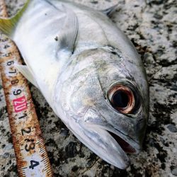 港内、ガルプワームで３種ヒットしました。