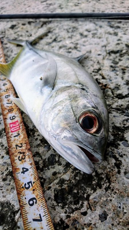 港内、ガルプワームで３種ヒットしました。