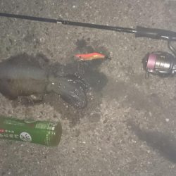 夕まずめ狙いで行ってきました。