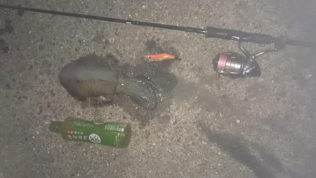 夕まずめ狙いで行ってきました。