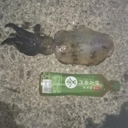 友人がいるため昨日より移動朝まずめ狙いで！