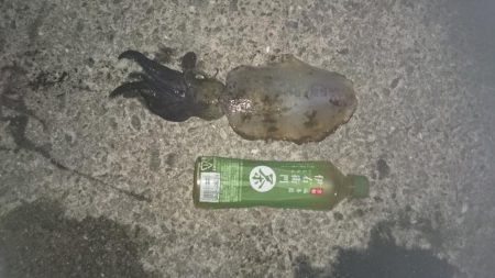 友人がいるため昨日より移動朝まずめ狙いで！…