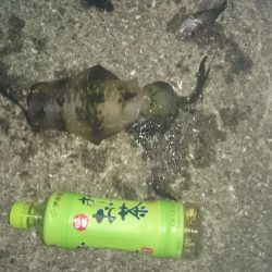 夜8時頃から雨と風が吹く前に狙って行ってきました。