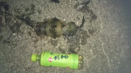 夜8時頃から雨と風が吹く前に狙って行ってき…