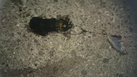 風が弱風になると思って行って来ましたが？