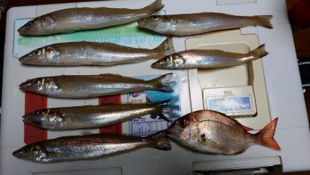 東二見白灯台波止で初のキス狙い