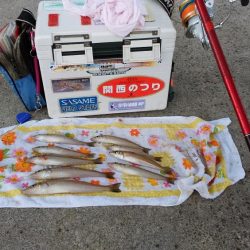 東二見白灯台でキス狙い