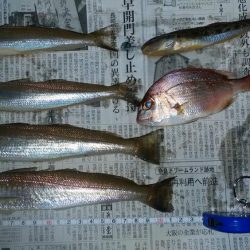 爆釣期待し東二見白灯台波止へ