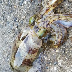 teamゲッソー調査隊