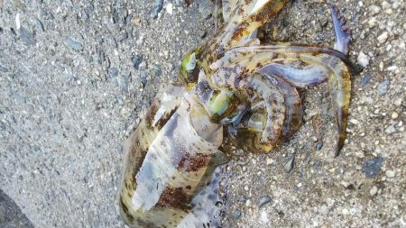 teamゲッソー調査隊