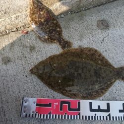 キス釣り、カレイ釣り