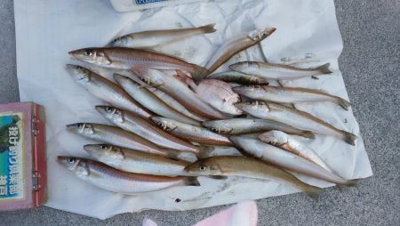 東二見の落ちギスが活発です