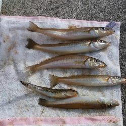 東二見白灯台波止へ落ちギス釣査