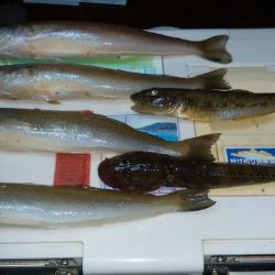 東二見白灯台波止へ落ちギス釣査Ⅱ