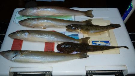 東二見白灯台波止へ落ちギス釣査Ⅱ