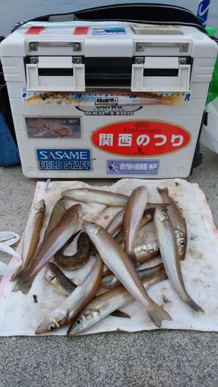 東二見白灯台波止で落ちギス調査