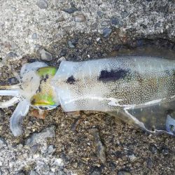 teamゲッソー調査隊